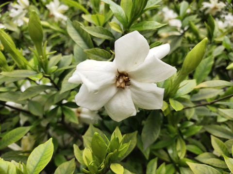 栀子花花儿开