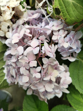 粉紫色绣球花