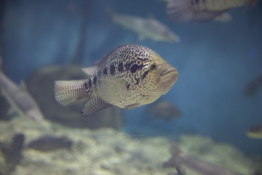 水族馆淡水鱼