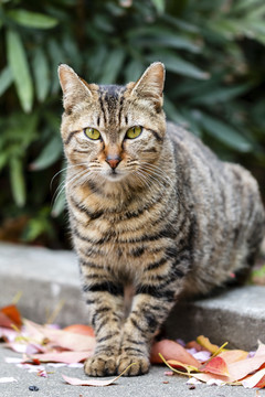 狸花猫正面侧身特写