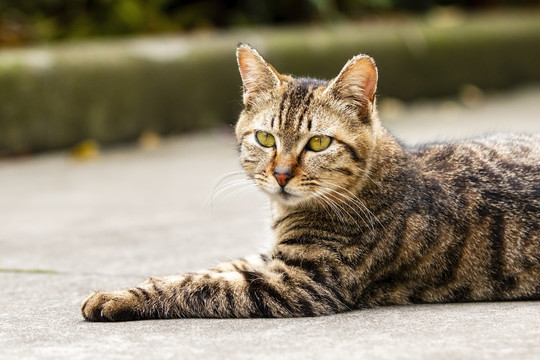 狸花猫卧躺侧影