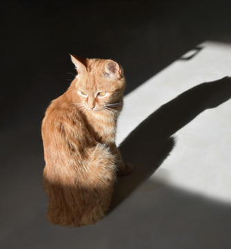 一只蹲在阳光下的猫
