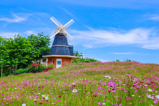 海南海花岛风车格桑花花海