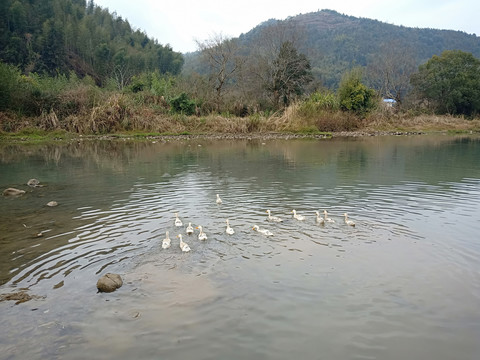 鸭子游泳山水