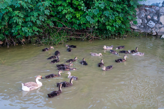 乡村房屋池塘的一群鸭子