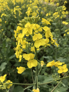春季油菜花