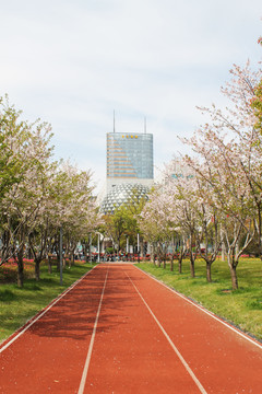 樱花盛开树下的塑胶跑道高清摄影