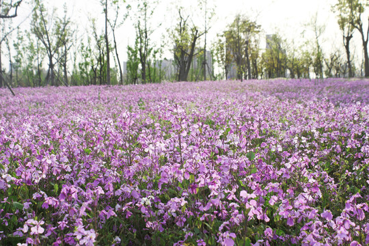 紫色薰衣草花海背景