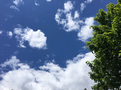 蓝天白云树梢
