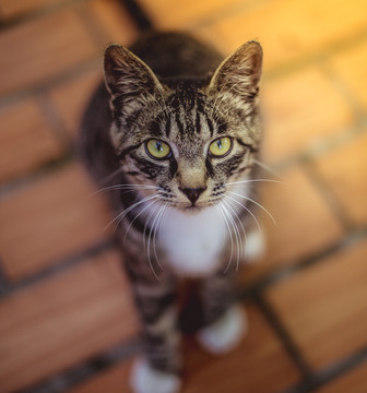 宠物猫