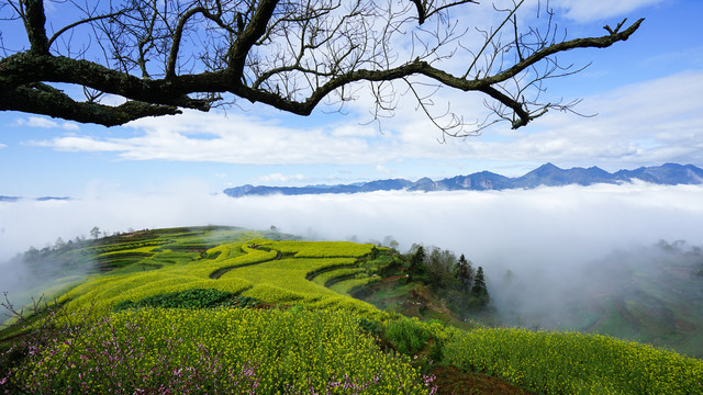 油菜花