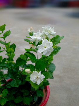 茉莉花