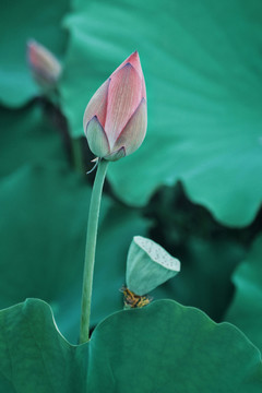 夏荷