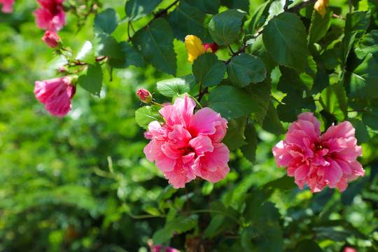 绿叶衬红花夏日朱槿牡丹