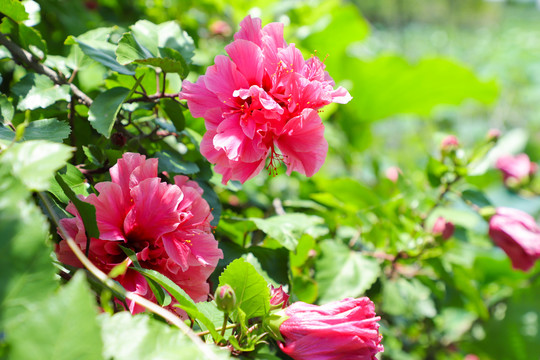 绿叶衬红花夏日朱槿牡丹