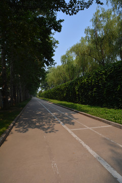 植物墙梧桐树的街道