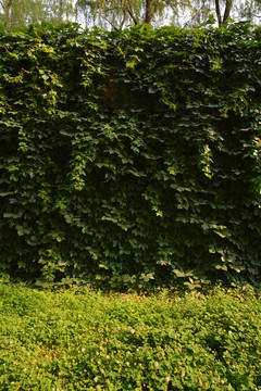 绿色的植物背景墙