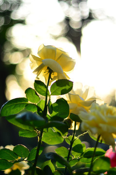 黄色月季花