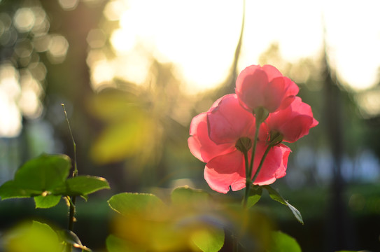 红色月季花