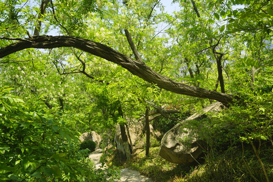 青岛植物园的岩石园自然风景