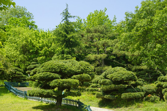 青岛植物园五针松林