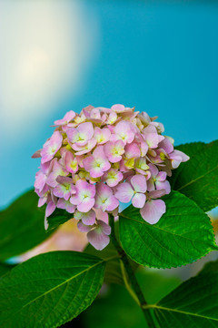 绣球花
