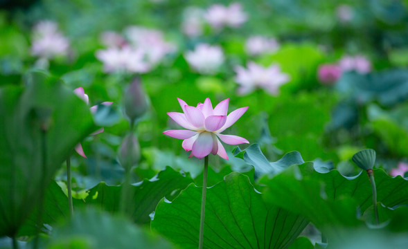 写意荷花