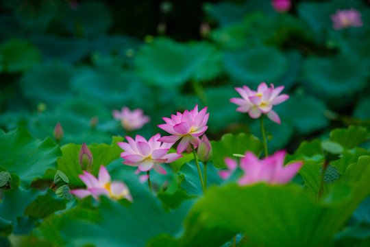 意境荷花