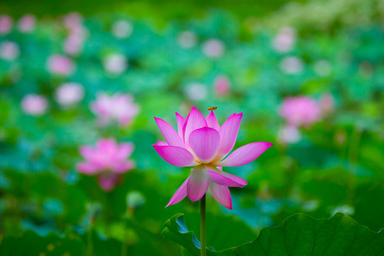 写意荷花