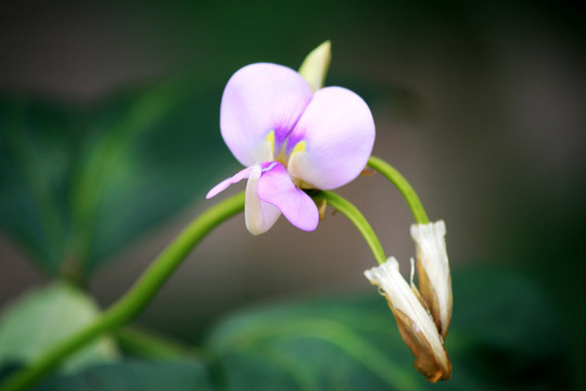 豇豆花