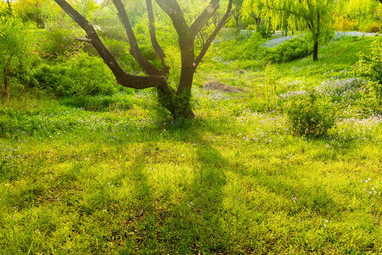 春天园林花草树木景观