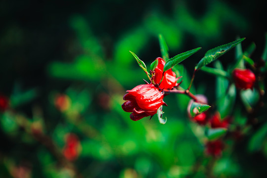 洛神花树