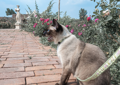 玫瑰园中散步的暹罗猫