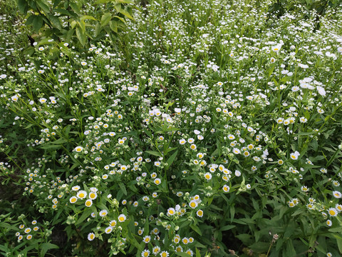 遍地野花