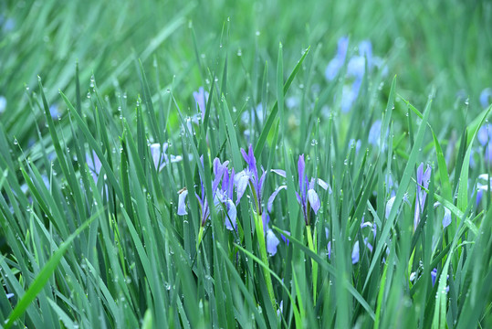 兰花草