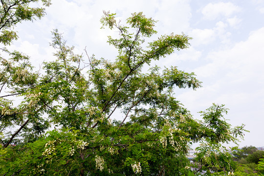 槐花