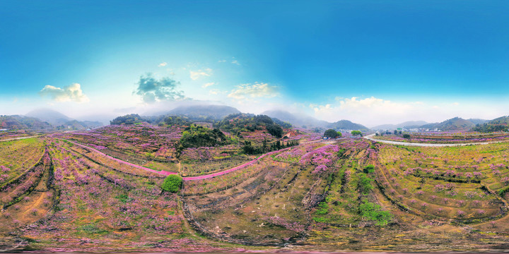 虎头桃花全景