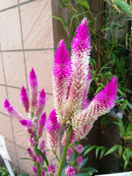 植物花卉大尾鸡冠花