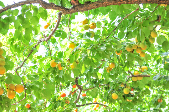 挂满果实的杏树