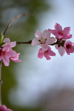 桃花