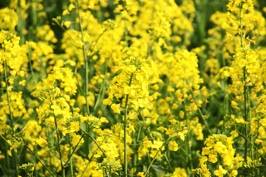 油菜花