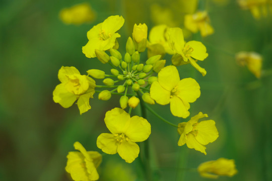 油菜花