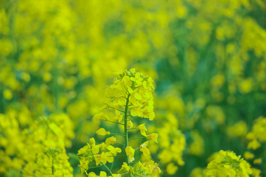 油菜花