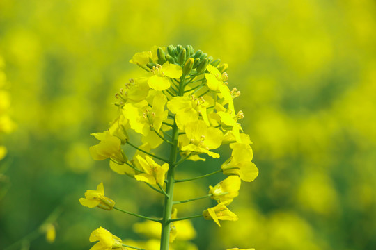 油菜花