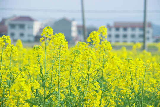 油菜花田