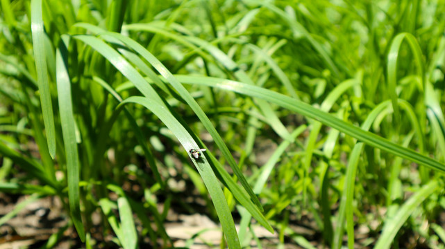 韭菜种植