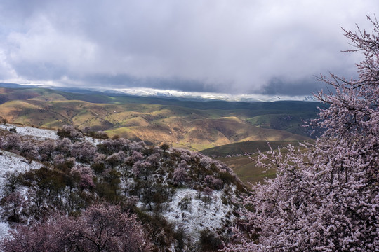 雪中杏花