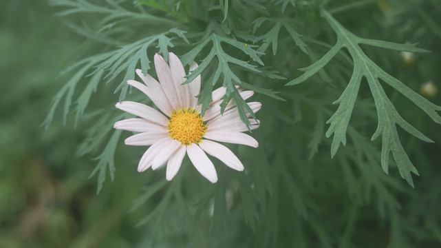 雏菊