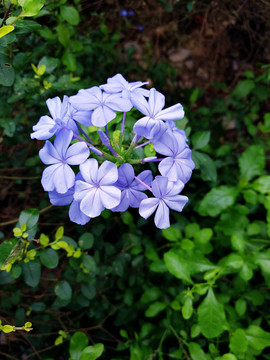 蓝花丹