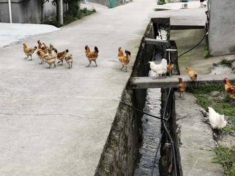 农村土鸡